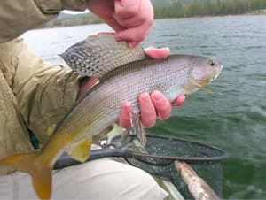 ArcticGrayling1