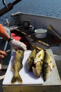 Walleye2-200x300