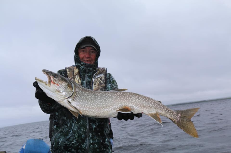 Lake Trout