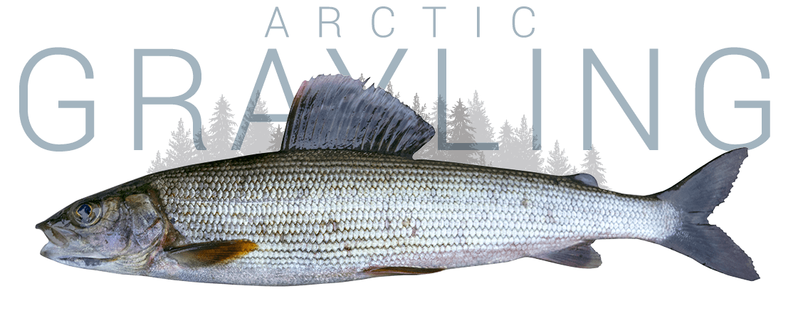 Arctic Grayling