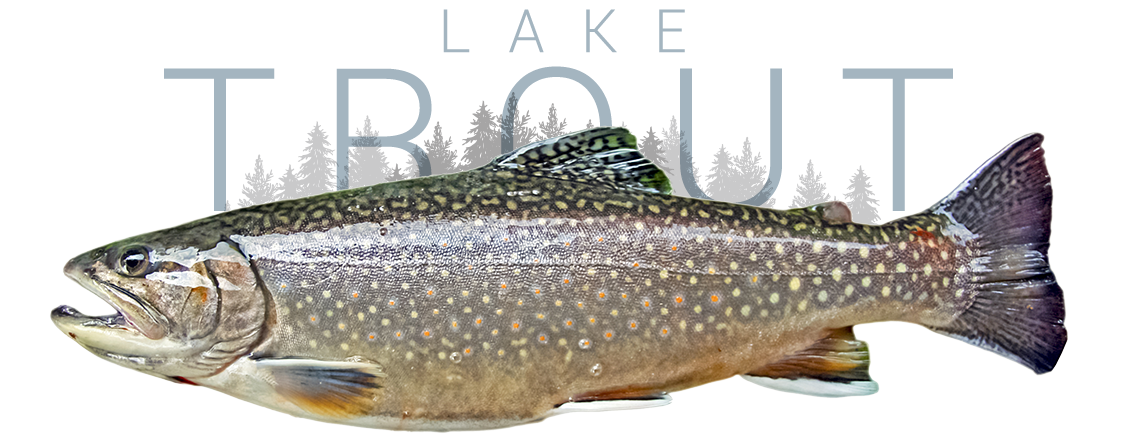 Lake Trout