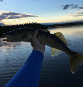 walleye caught at big sand lake lodge fishing trip